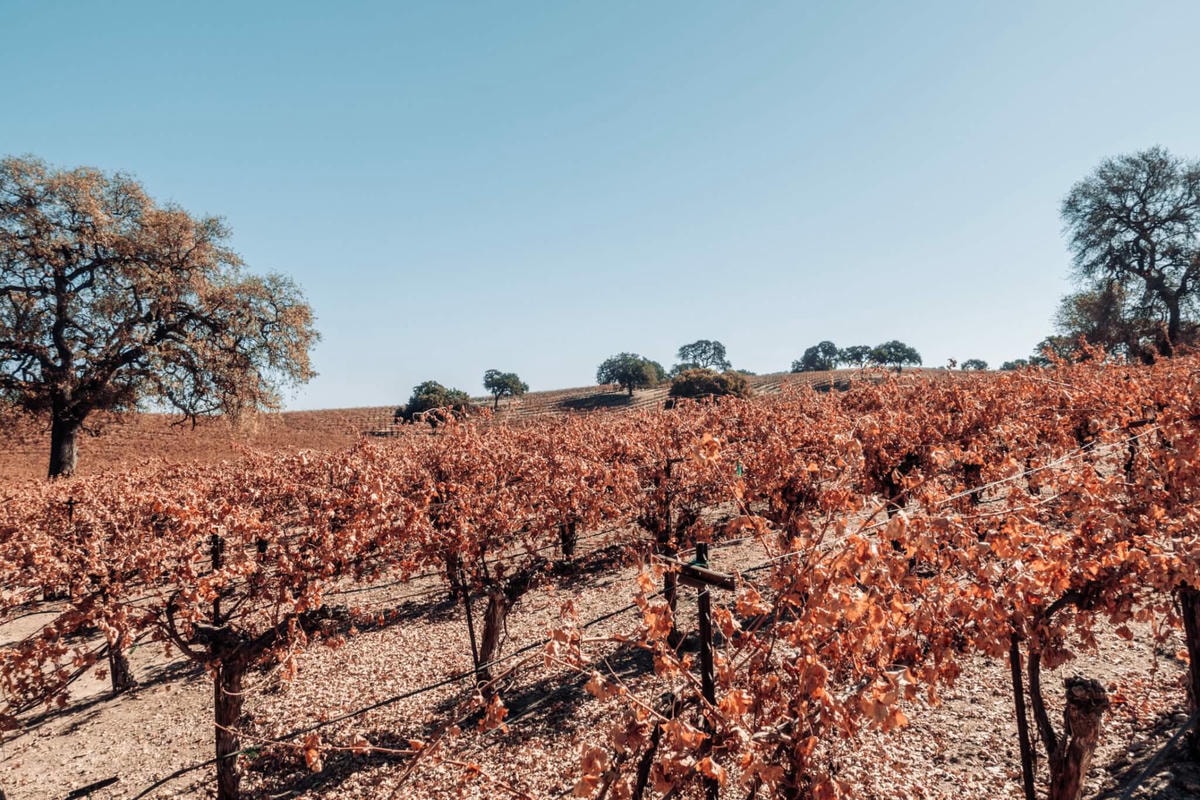 加州中部Paso Robles 酒莊分享 – Sculpterra Winery - 第4張圖