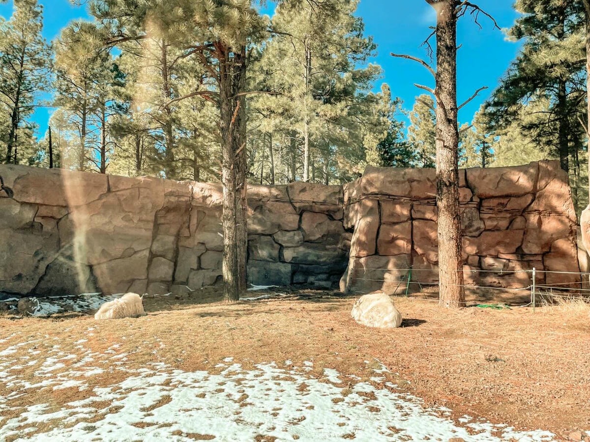 66號公路上與熊、美洲野牛、狼零距離動物園 – Bearizona Wildlife Park - 第4張圖 Bearizona Wildlife Park