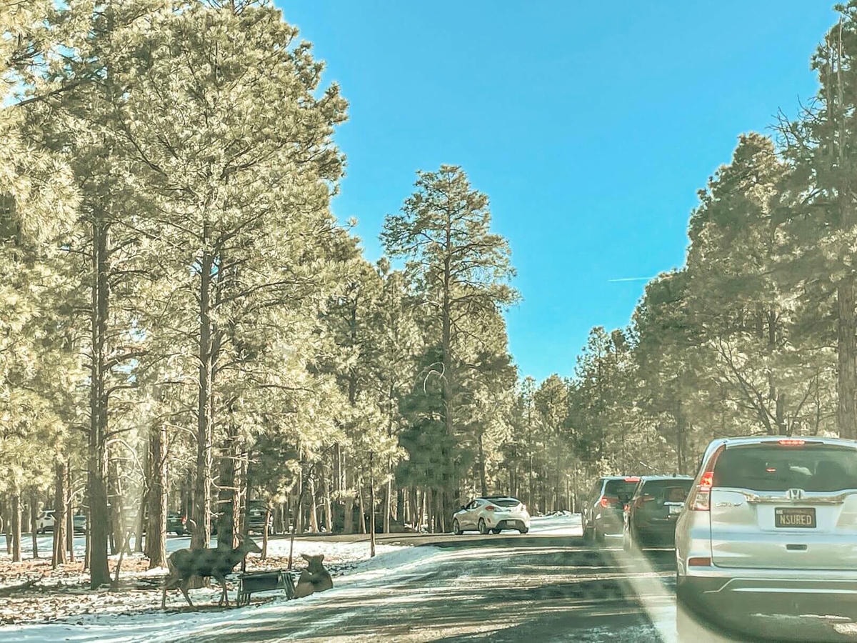 66號公路上與熊、美洲野牛、狼零距離動物園 – Bearizona Wildlife Park - 第5張圖