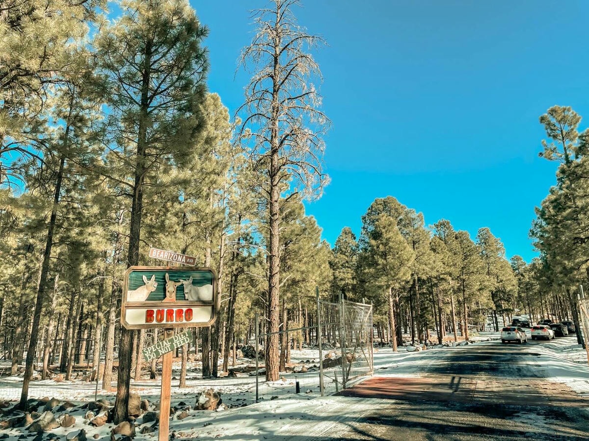 66號公路上與熊、美洲野牛、狼零距離動物園 – Bearizona Wildlife Park - 第6張圖