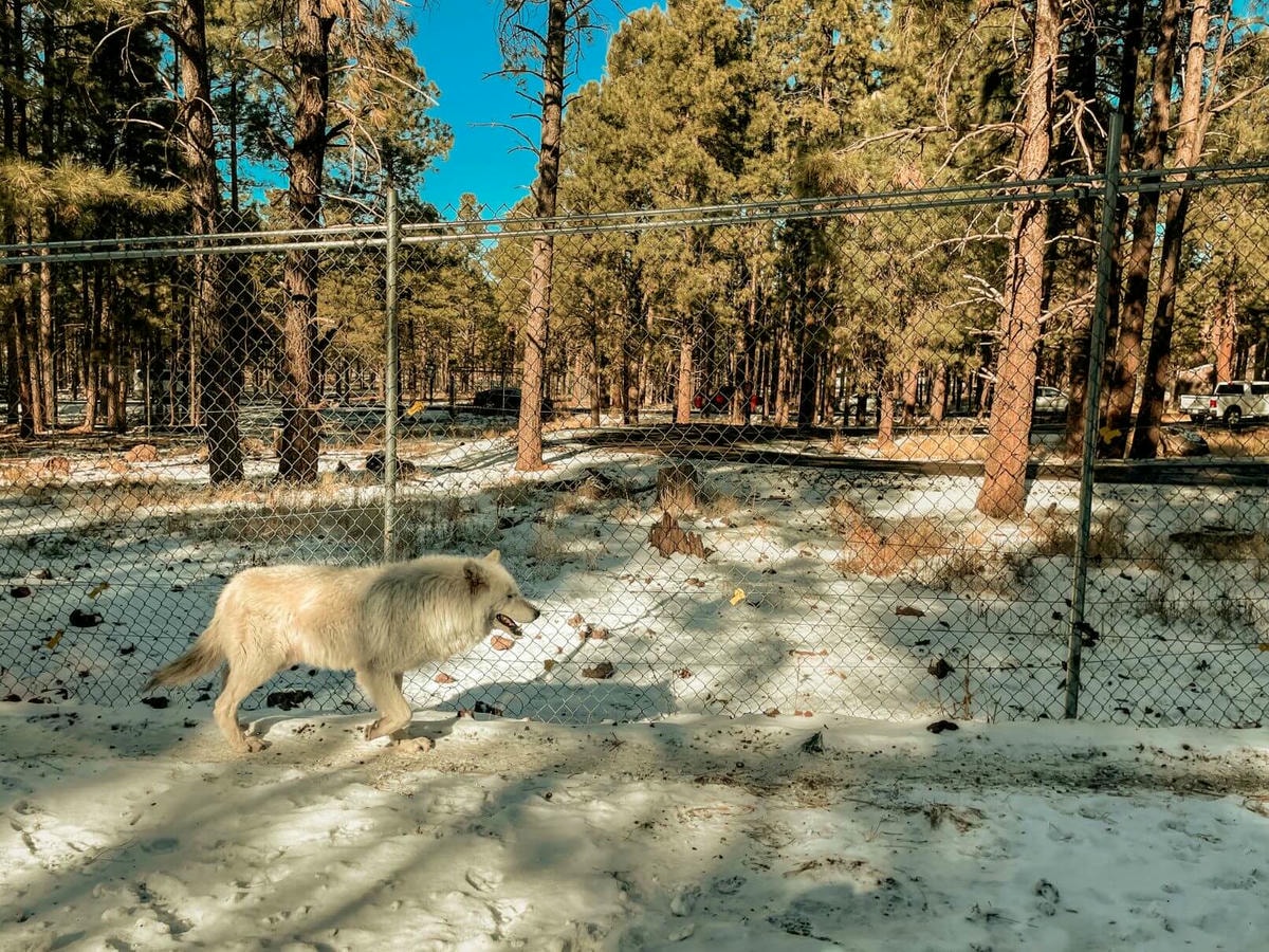 66號公路上與熊、美洲野牛、狼零距離動物園 – Bearizona Wildlife Park - 第7張圖