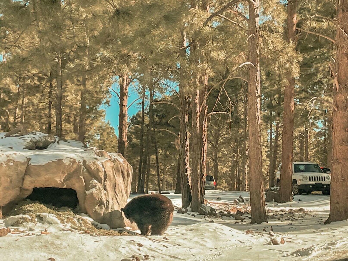 66號公路上與熊、美洲野牛、狼零距離動物園 – Bearizona Wildlife Park - 第11張圖