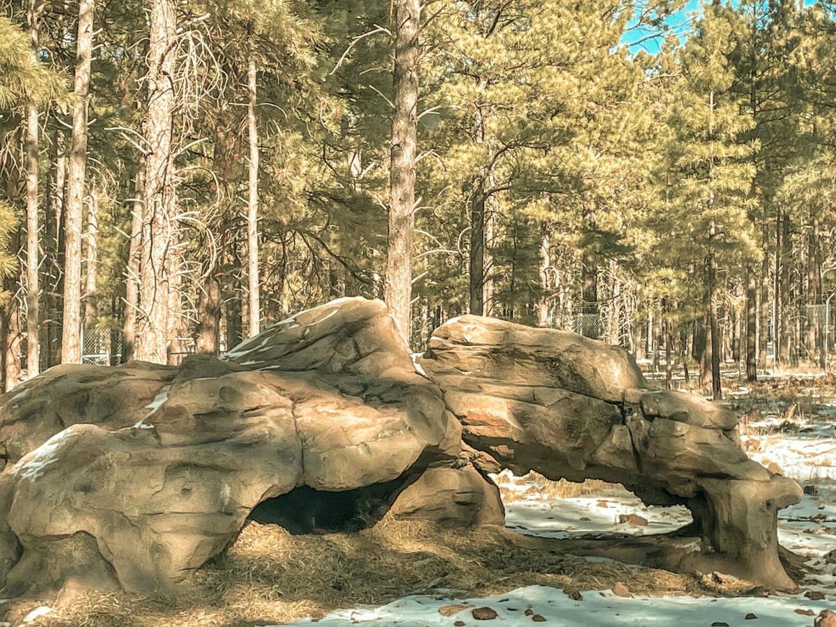 66號公路上與熊、美洲野牛、狼零距離動物園 – Bearizona Wildlife Park - 第12張圖