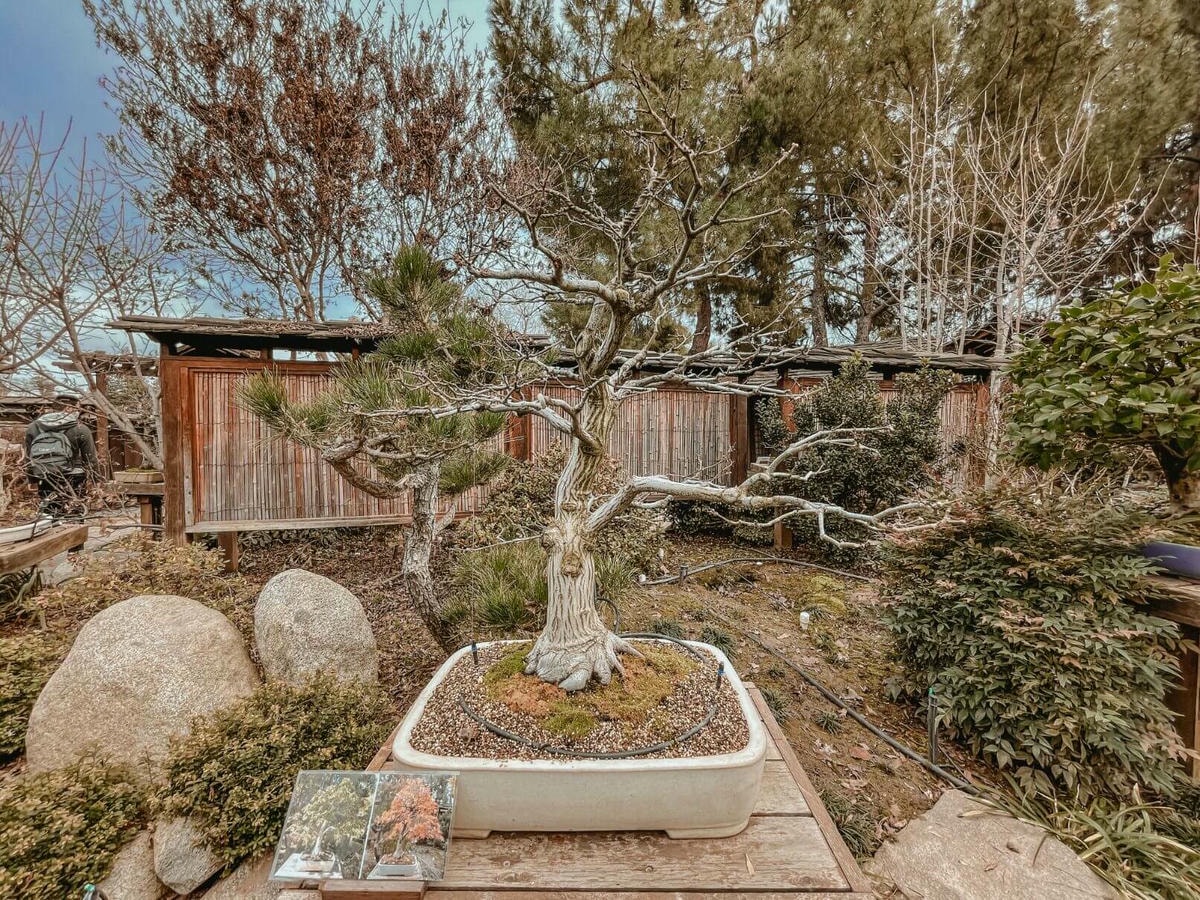 北加州日式花園 – Shinzen Friendship Garden - 第14張圖