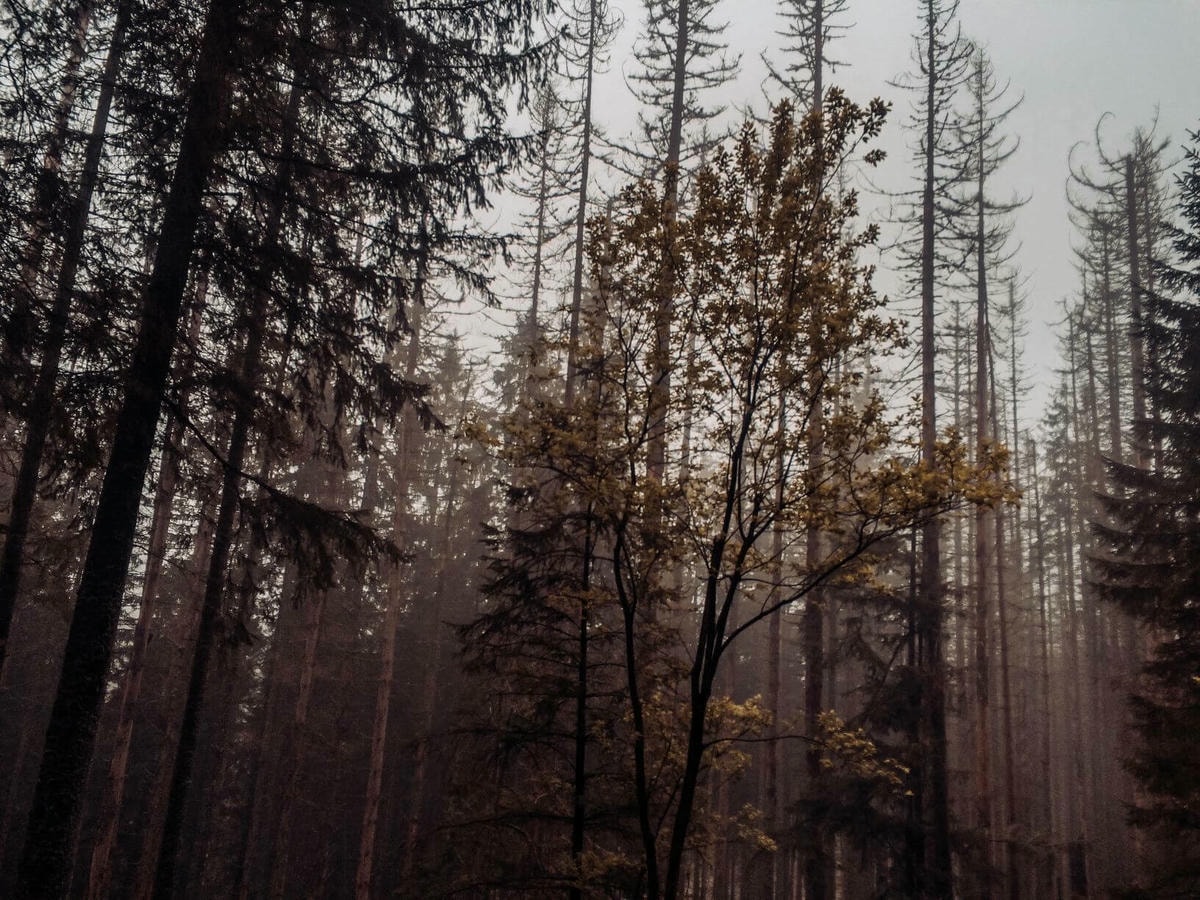 波蘭克拉克夫近郊童話小鎮 – Zakopane - 第4張圖