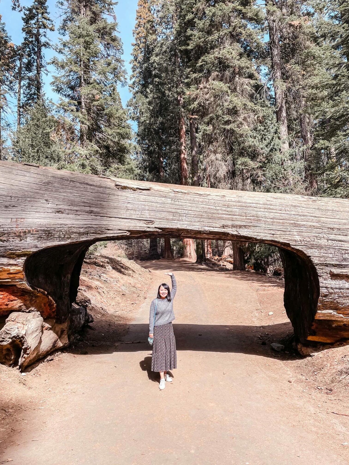 美國國家公園 Sequoia National Park 旅遊攻略 - 第11張圖 Tunnel Log