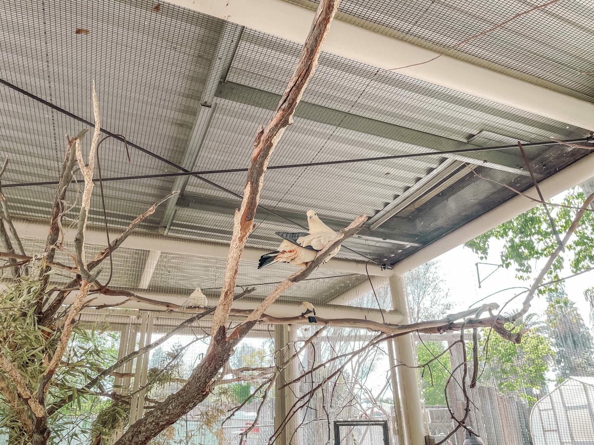 加州中部Fresno動物園 – 餵長頸鹿吃飯、與犀牛共進午餐 - 第9張圖