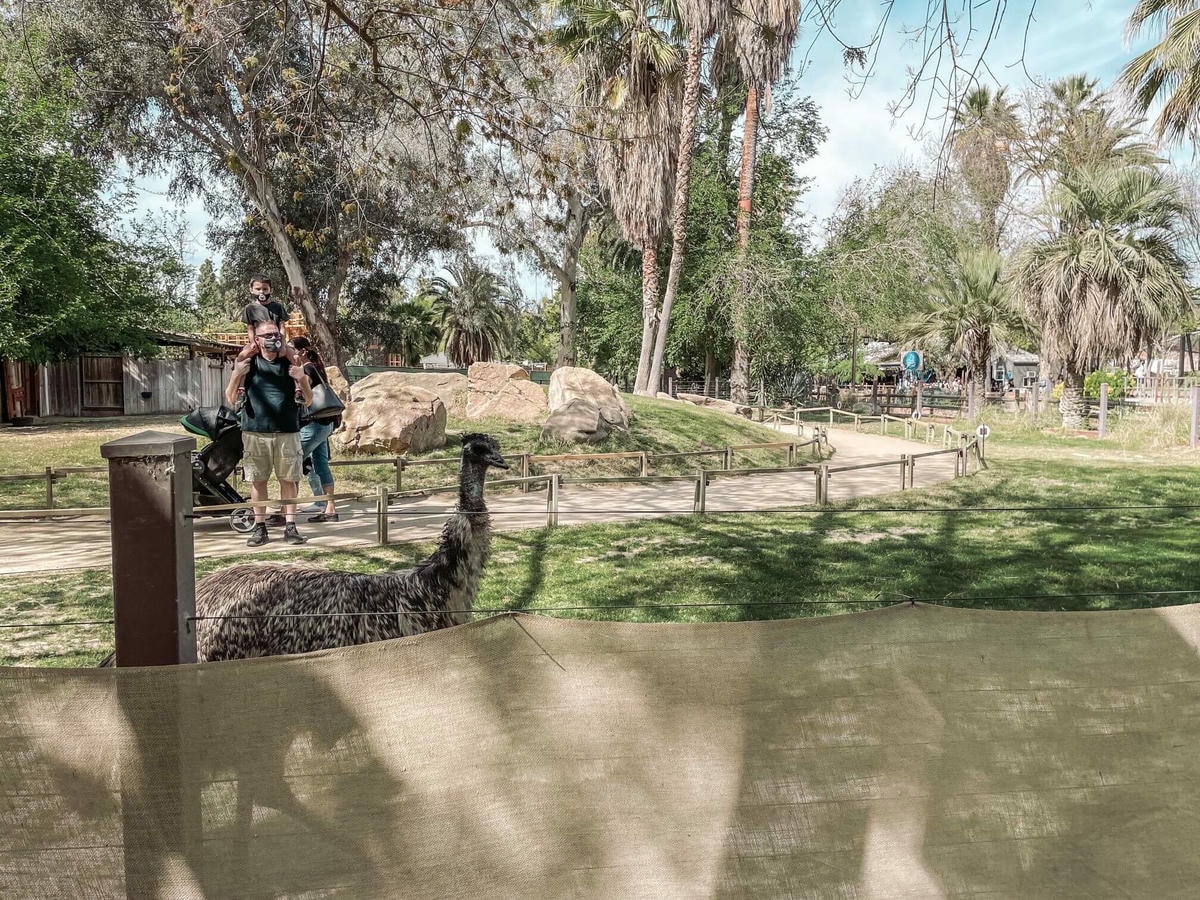 加州中部Fresno動物園 – 餵長頸鹿吃飯、與犀牛共進午餐 - 第10張圖
