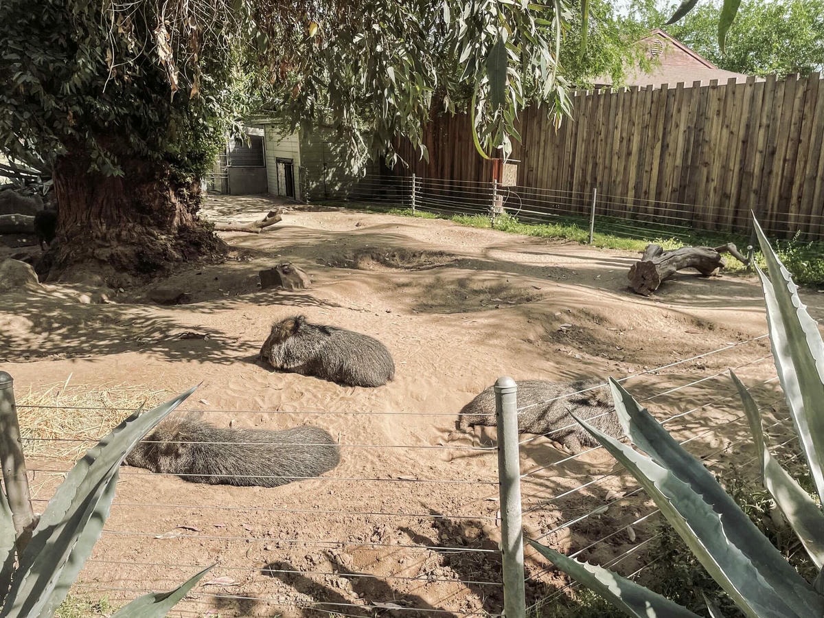 加州中部Fresno動物園 – 餵長頸鹿吃飯、與犀牛共進午餐 - 第11張圖