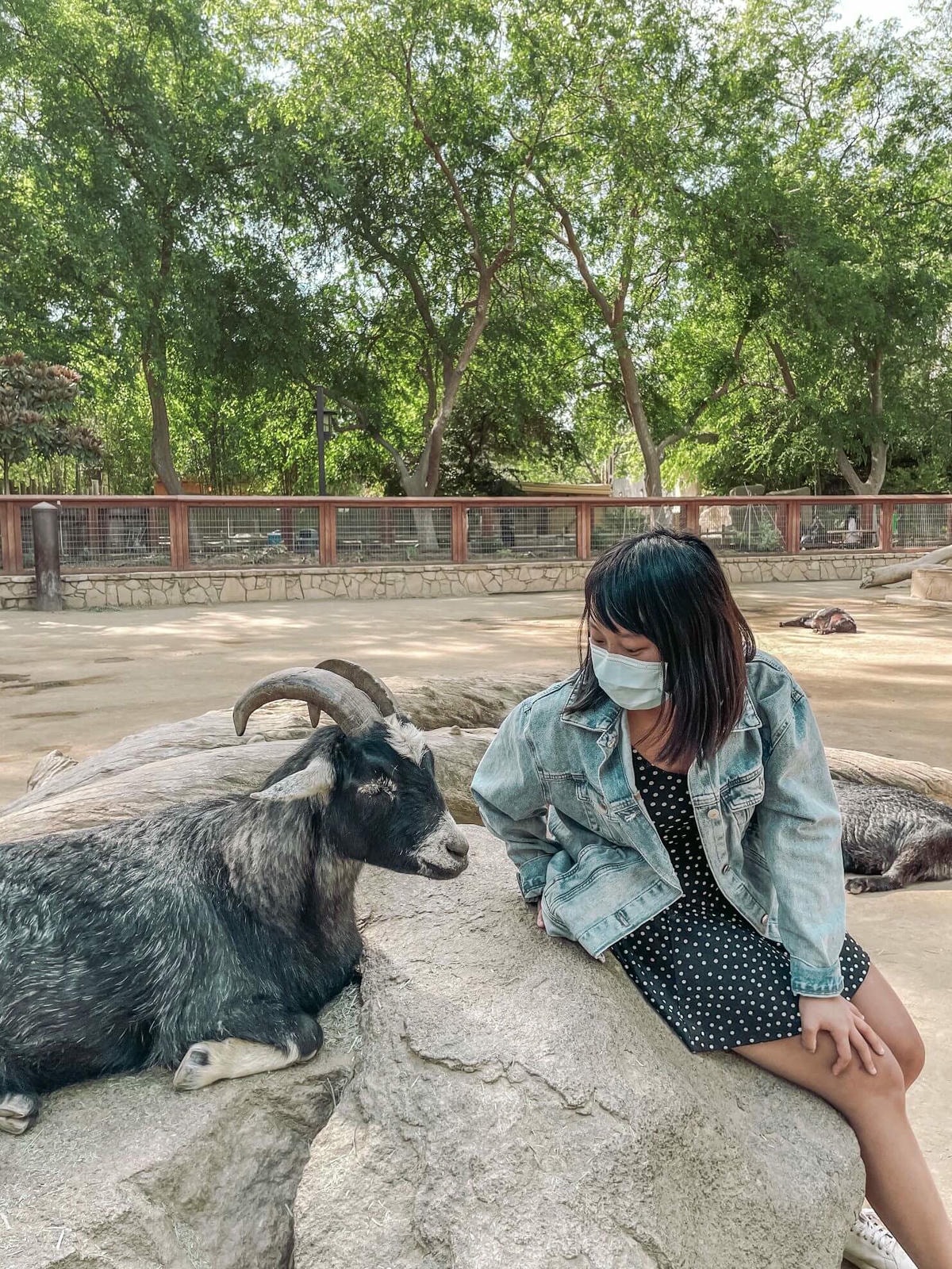 加州中部Fresno動物園 – 餵長頸鹿吃飯、與犀牛共進午餐 - 第8張圖