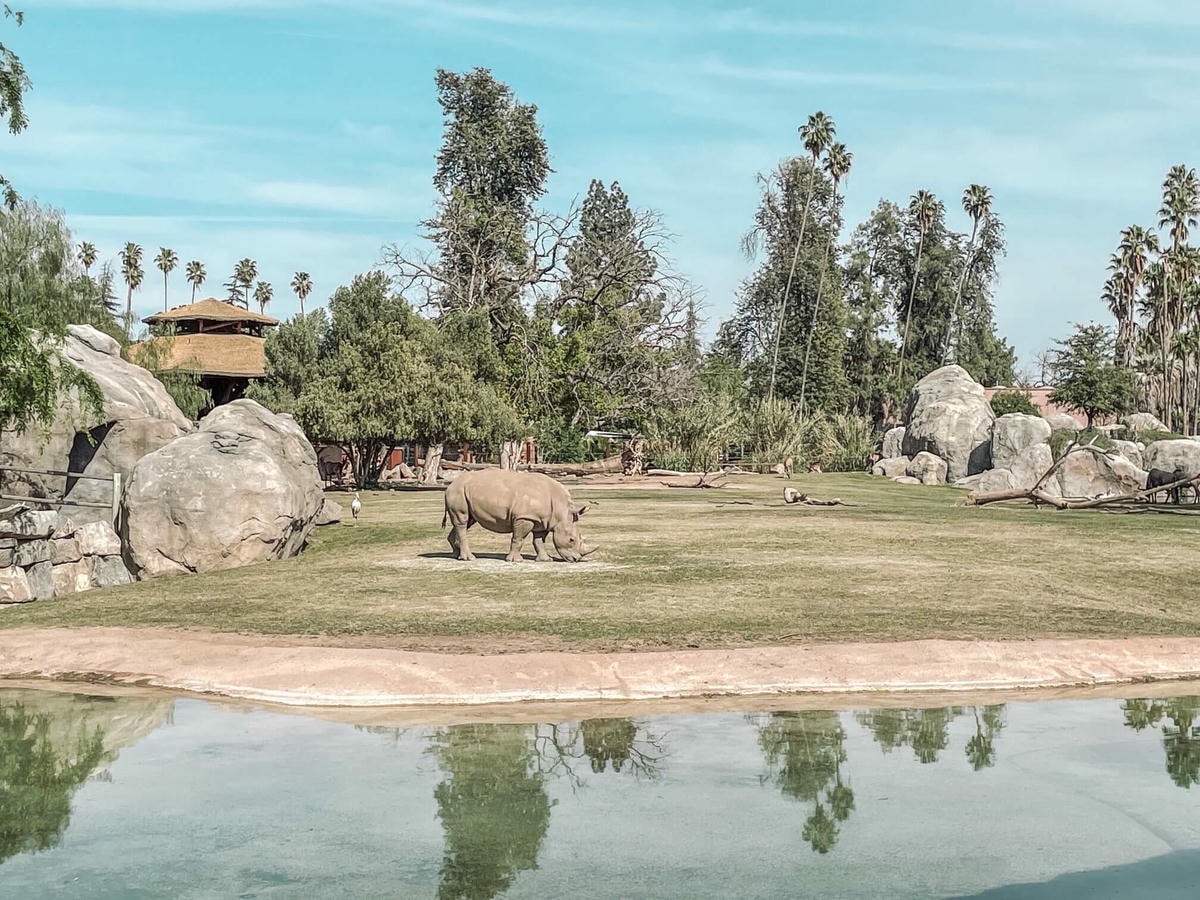 加州中部Fresno動物園 – 餵長頸鹿吃飯、與犀牛共進午餐 - 第4張圖