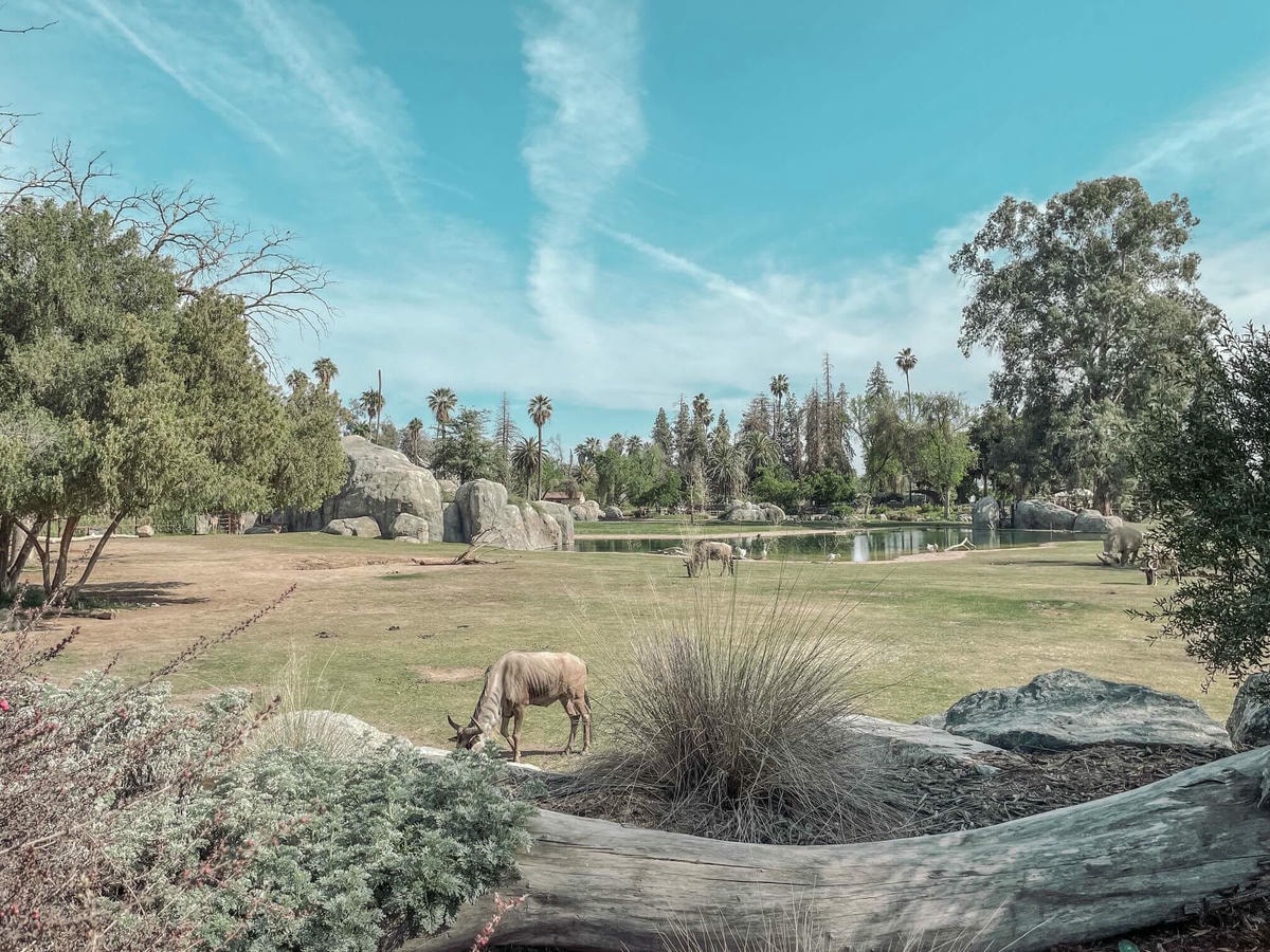 加州中部Fresno動物園 – 餵長頸鹿吃飯、與犀牛共進午餐 - 第5張圖