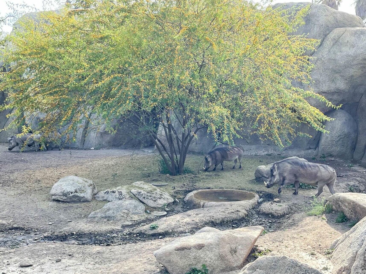加州中部Fresno動物園 – 餵長頸鹿吃飯、與犀牛共進午餐 - 第12張圖