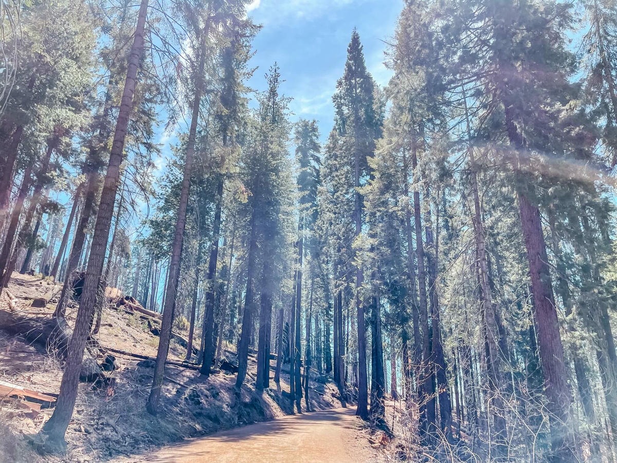 美國國家公園 Sequoia National Park 旅遊攻略 - 第5張圖