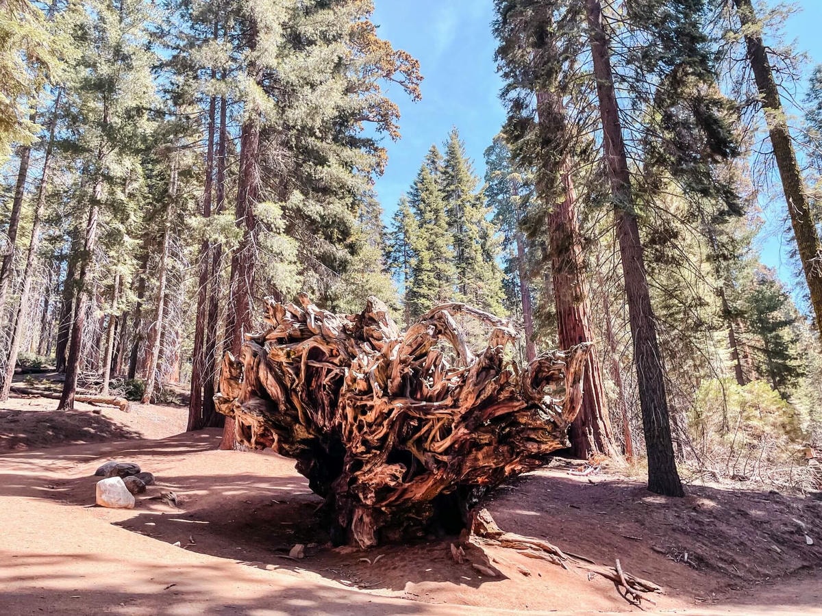美國國家公園 Sequoia National Park 旅遊攻略 - 第6張圖
