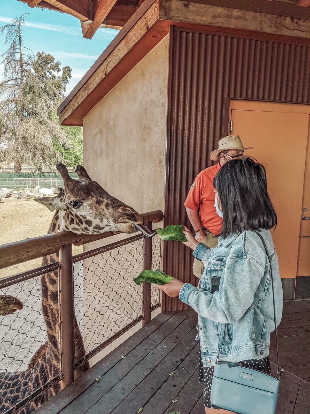 加州中部Fresno動物園 – 餵長頸鹿吃飯、與犀牛共進午餐 - 第3張圖 fresno zoo