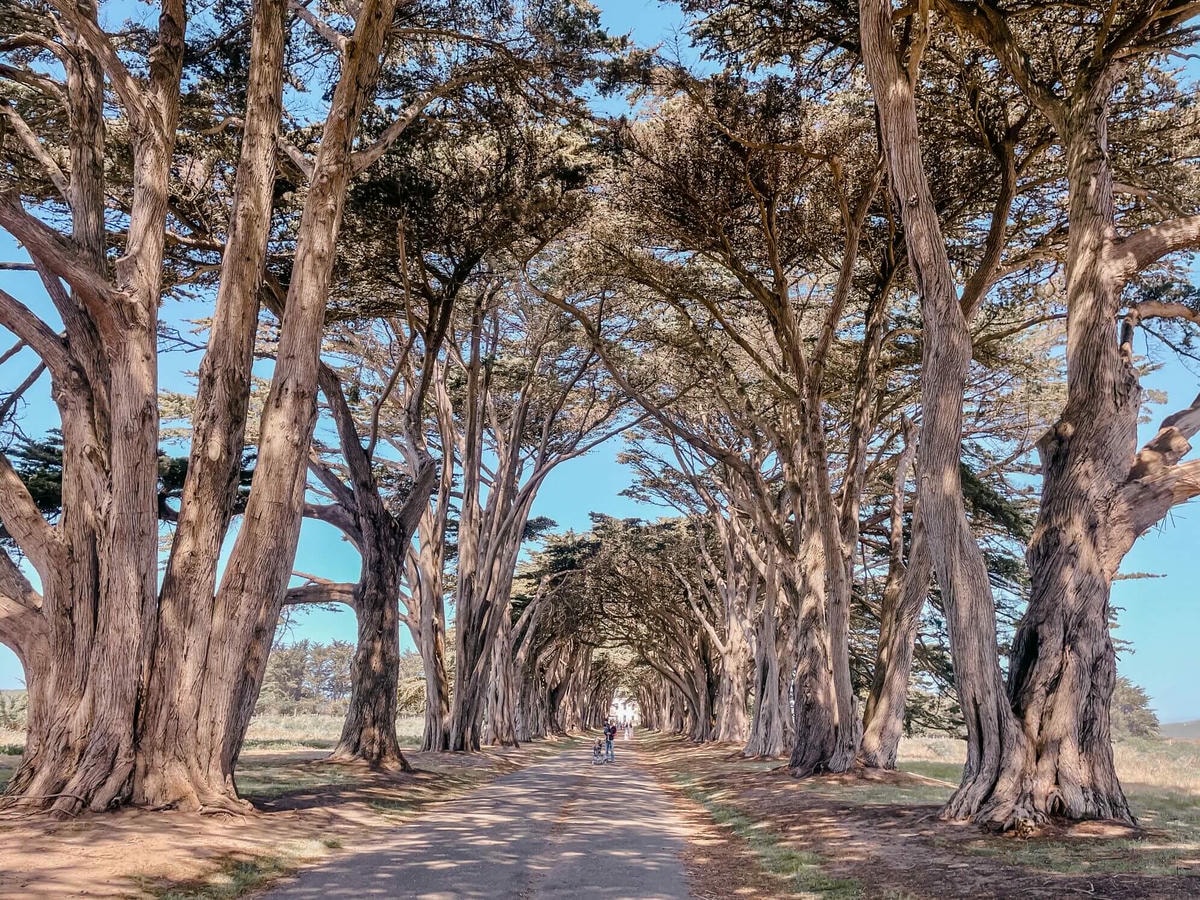 舊金山近郊 – Point Reyes 旅遊攻略 - 第7張圖 Cypress Tree Tunnel