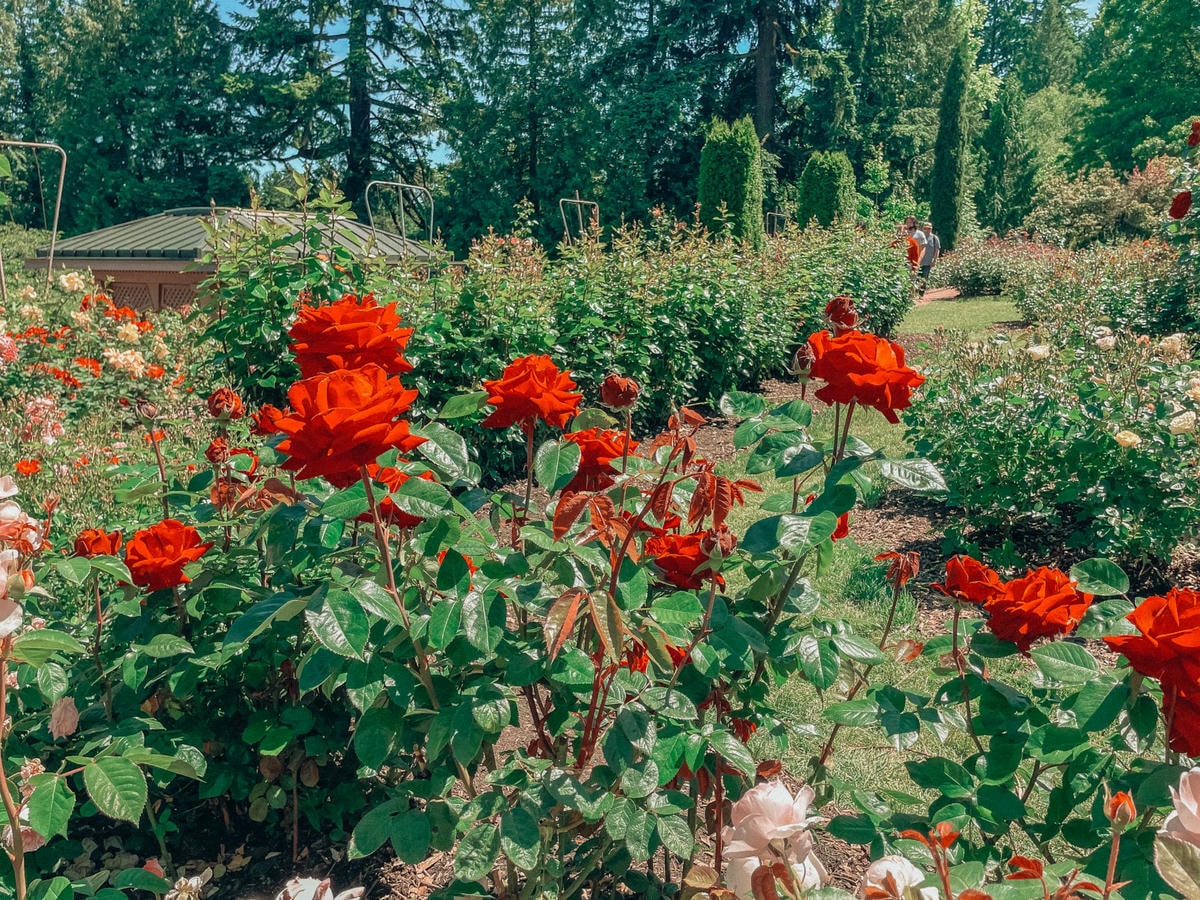 波特蘭市區景點 – 日本花園與玫瑰花園 - 第1張圖