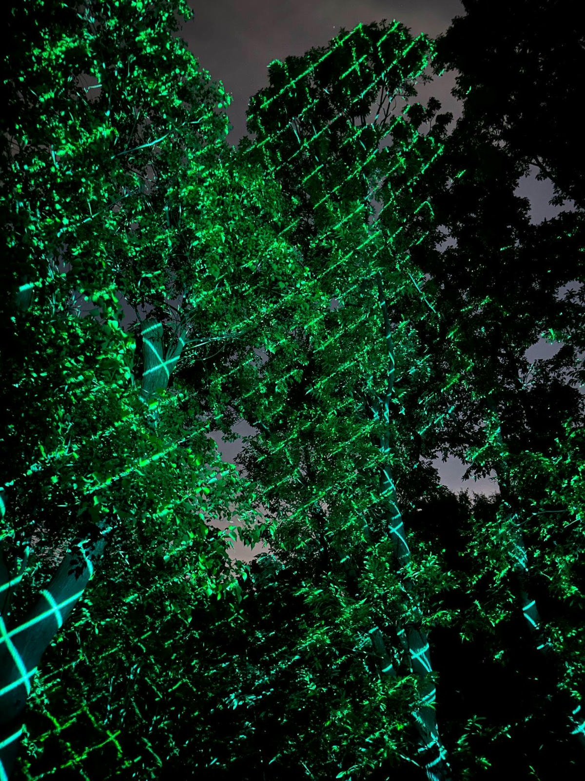 大阪景點推薦|大阪 Teamlab 常設展,夜晚會發光的植物園 - 第1張圖