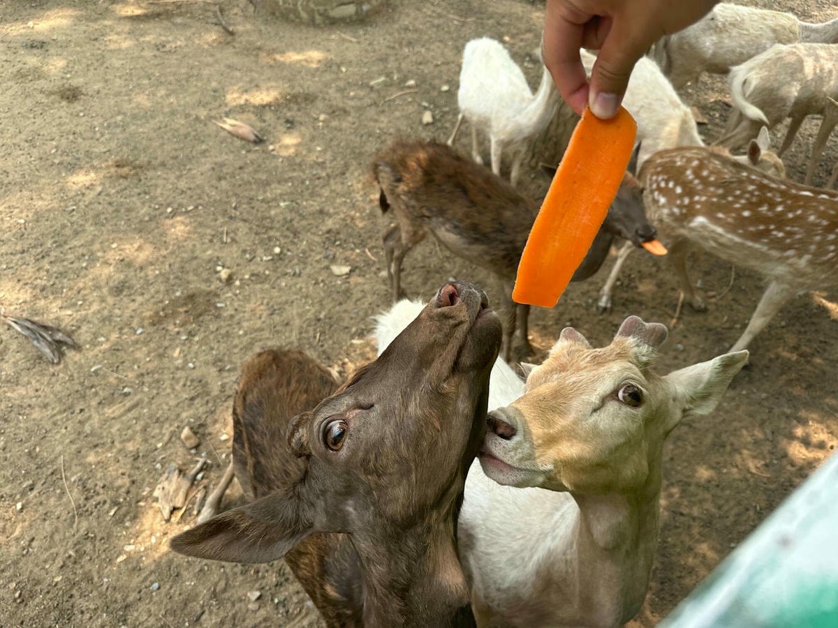 泰國曼谷近郊|北碧府旅遊包車一日遊,桂河大橋、動物園、網美玻璃咖啡廳一次滿足 - 第2張圖 北碧府野生動物園