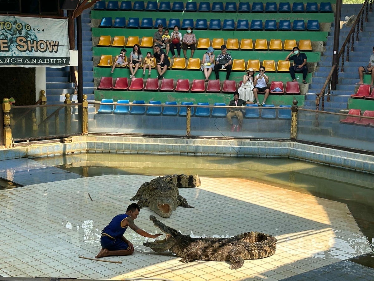 泰國曼谷近郊|北碧府旅遊包車一日遊,桂河大橋、動物園、網美玻璃咖啡廳一次滿足 - 第5張圖 北碧府野生動物園