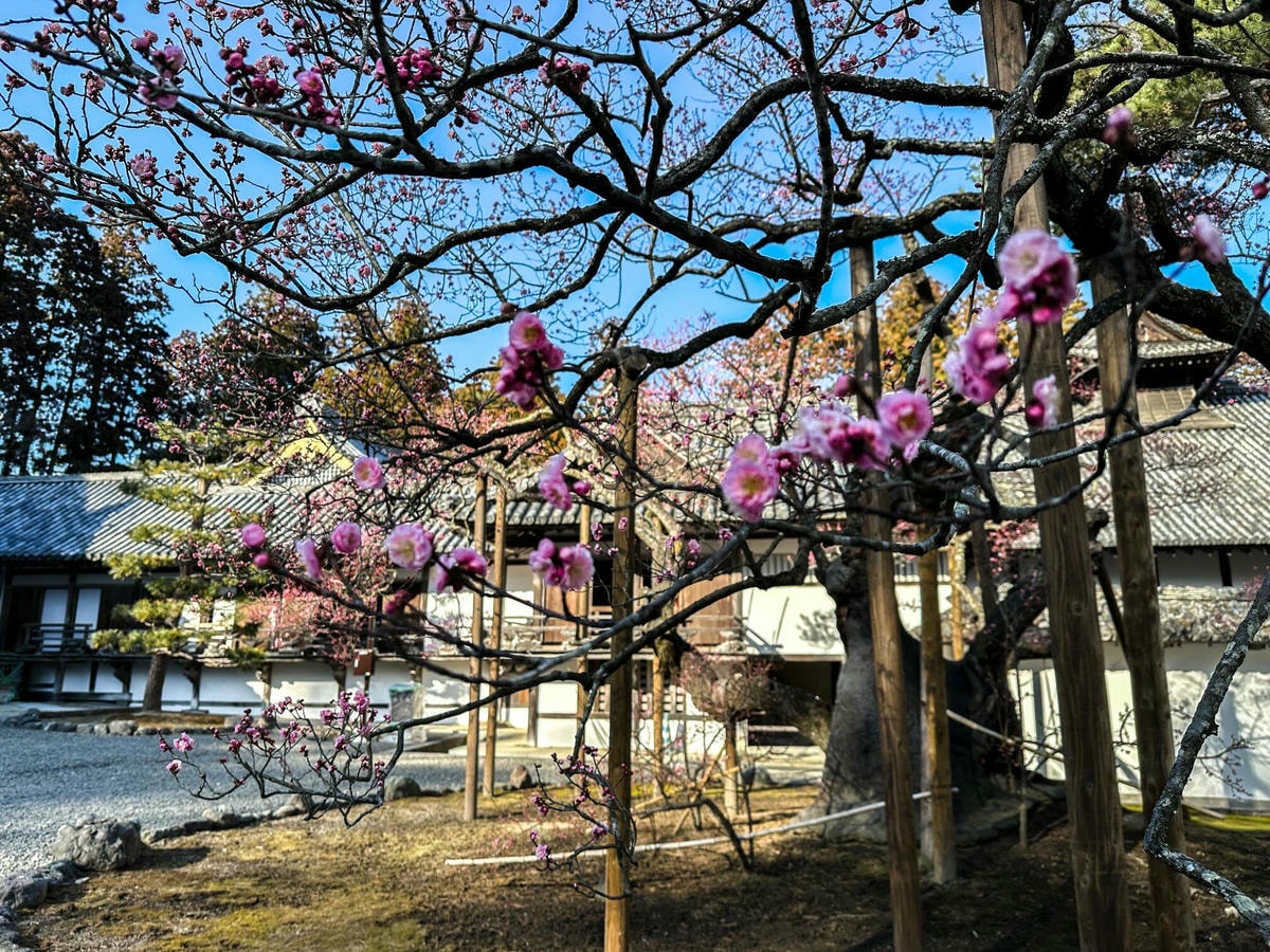 仙台近郊必訪|日本三景松島一日遊攻略,松島交通美食和 5 個松島景點推薦 - 第5張圖 松島一日遊景點 #2 | 瑞巌寺