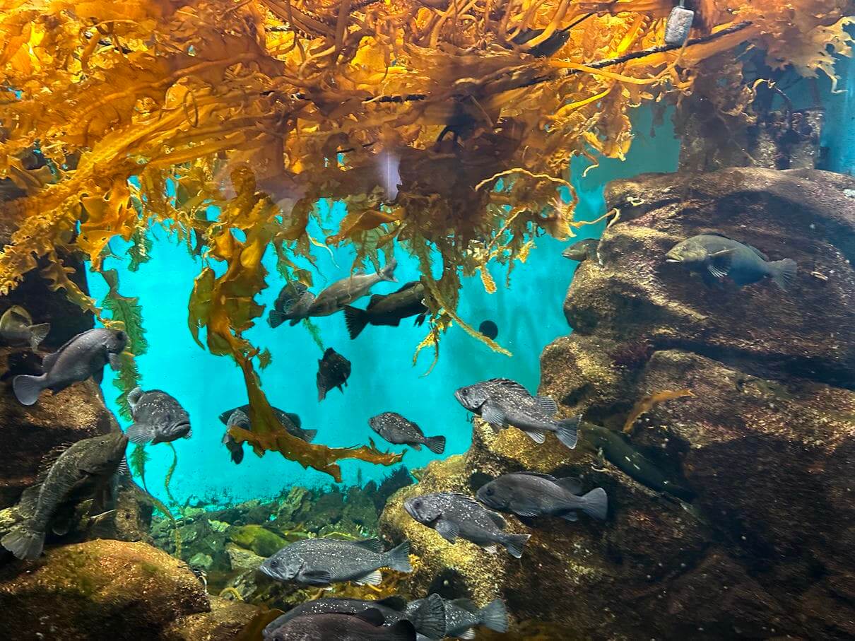 仙台景點推薦 #5 | 仙台海洋森林水族館