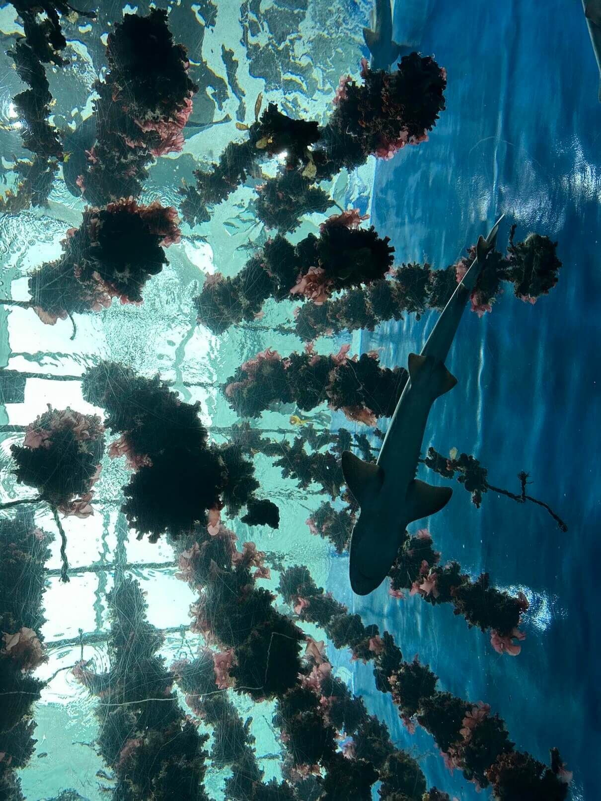 仙台水族館東北海域展區