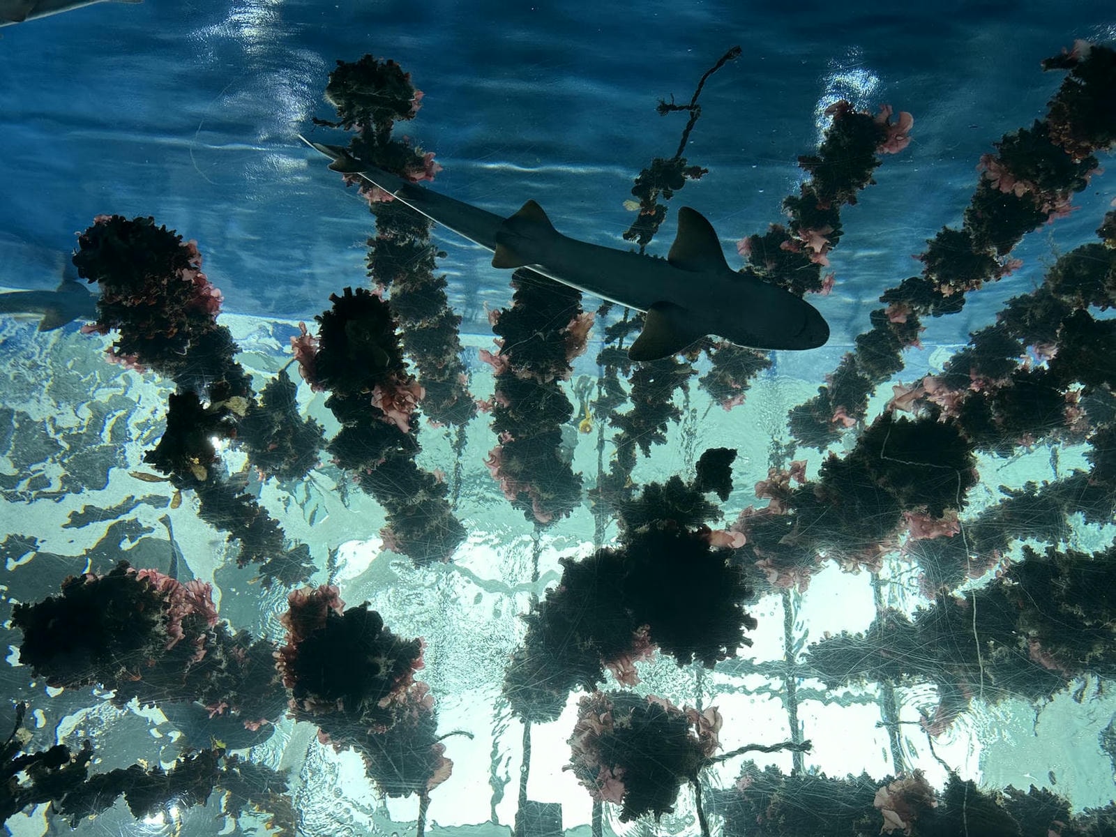 仙台水族館|日本東北最大水族館,仙台親子景點推薦 - 第2張圖 仙台水族館東北海域展區