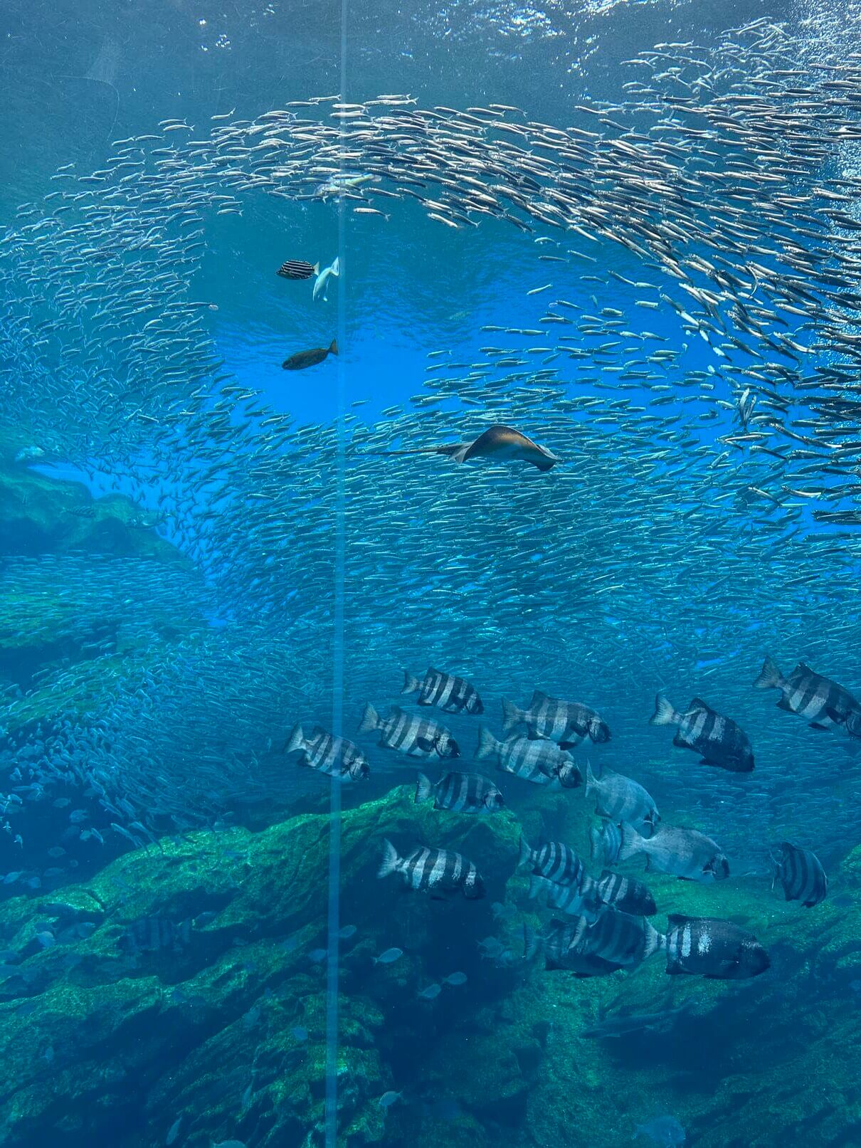 仙台水族館東北海域展區