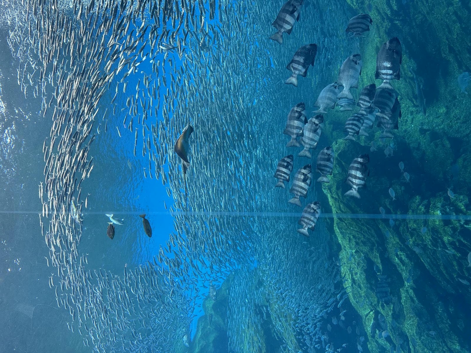 仙台水族館|日本東北最大水族館,仙台親子景點推薦 - 第3張圖 仙台水族館東北海域展區