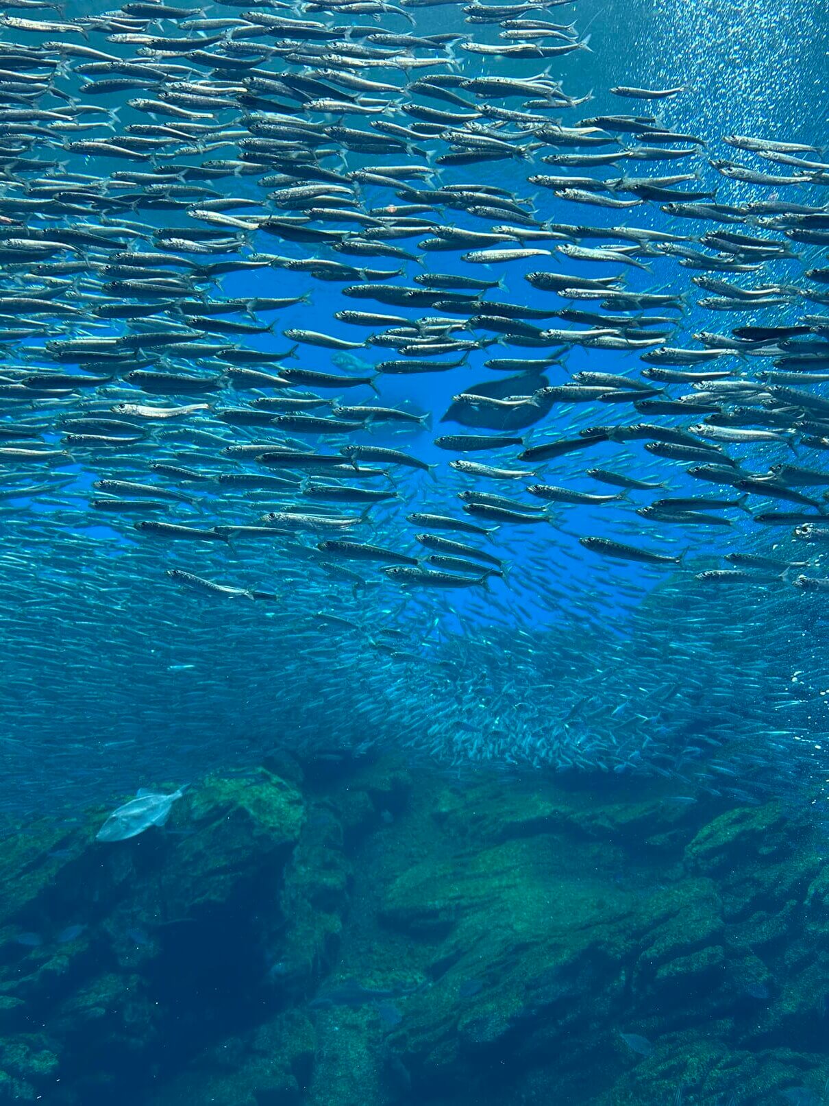 仙台水族館東北海域展區