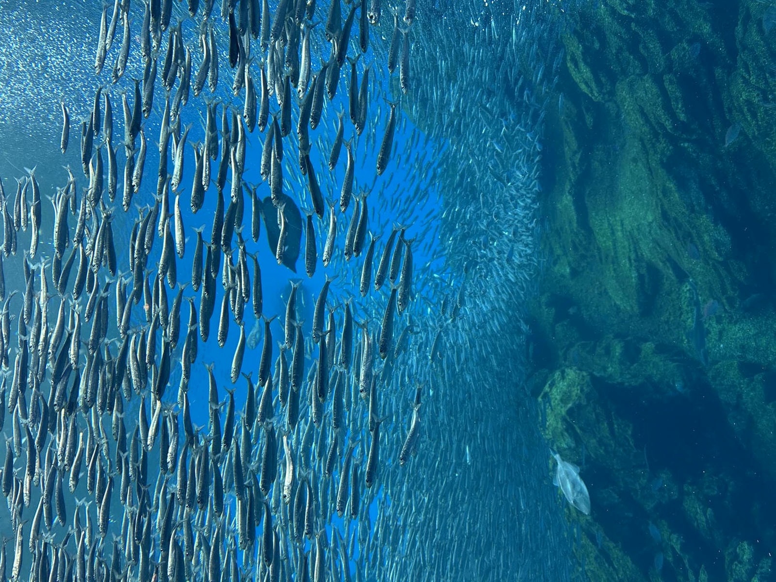 仙台水族館|日本東北最大水族館,仙台親子景點推薦 - 第4張圖 仙台水族館東北海域展區