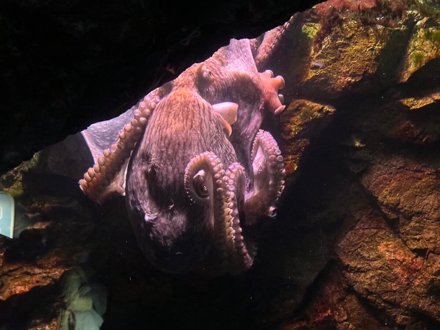 仙台水族館 - 特色主題