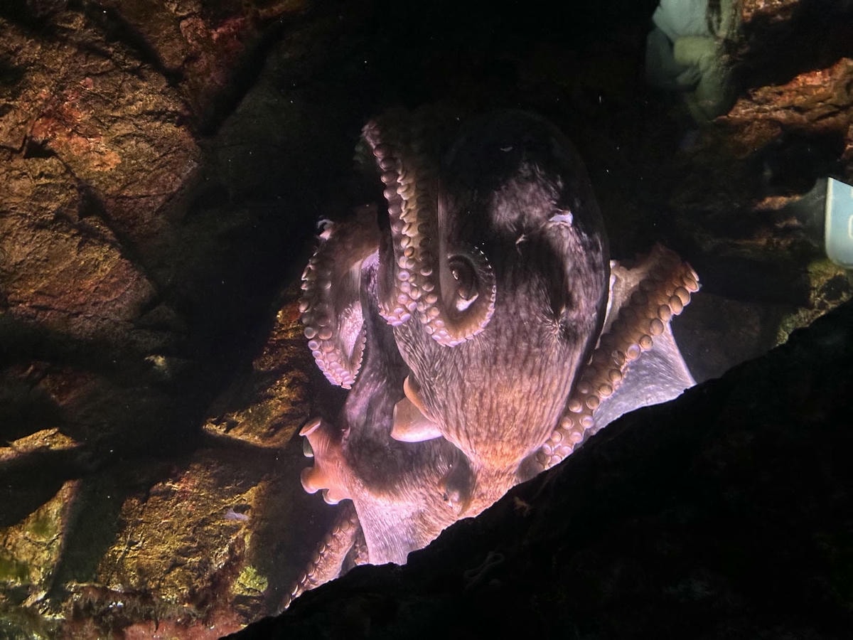 仙台水族館|日本東北最大水族館,仙台親子景點推薦 - 第6張圖 仙台水族館 - 特色主題
