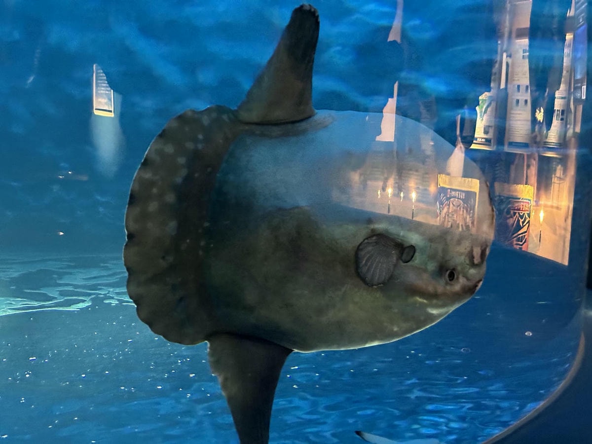 仙台水族館|日本東北最大水族館,仙台親子景點推薦 - 第7張圖