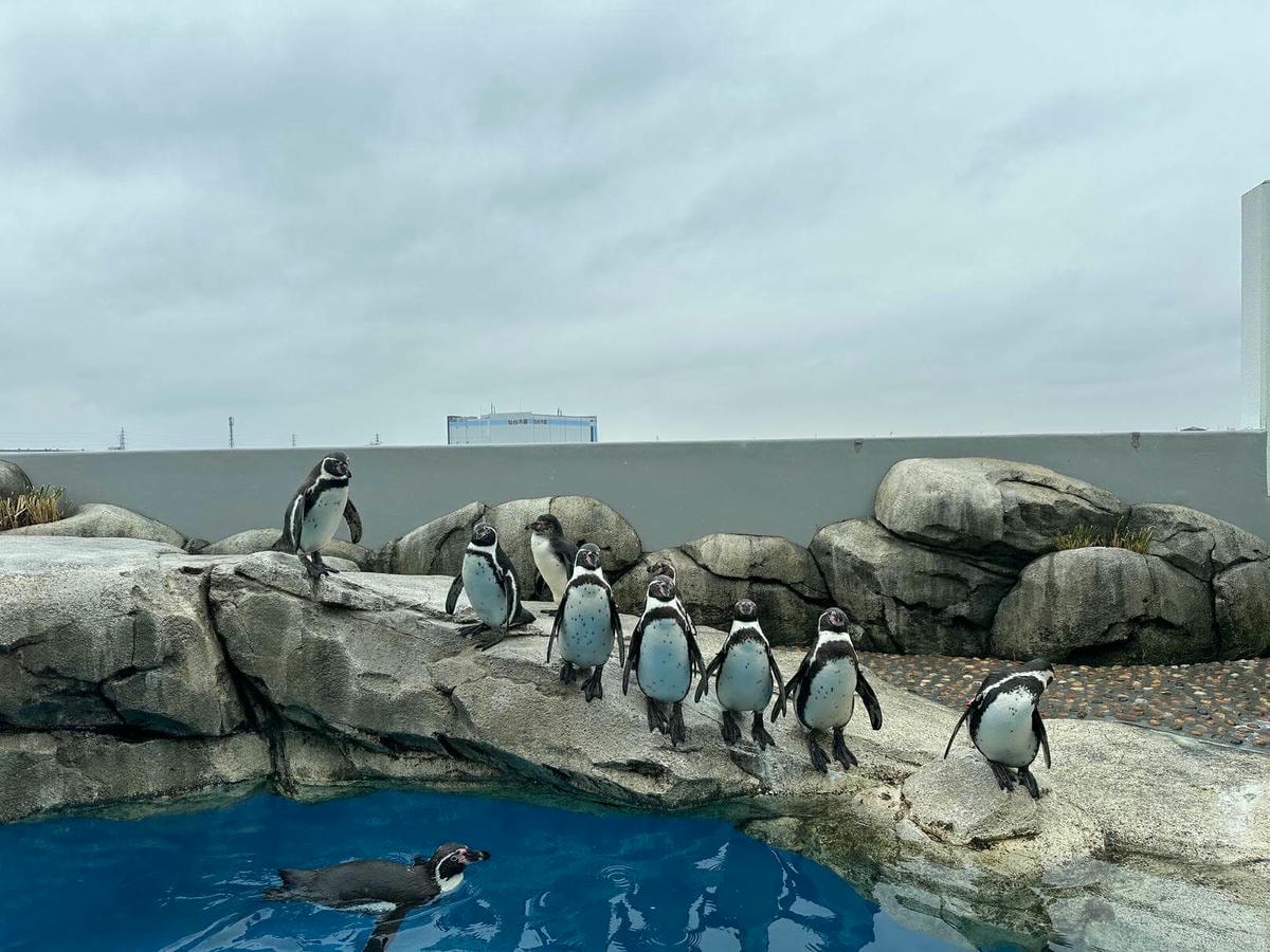 仙台水族館|日本東北最大水族館,仙台親子景點推薦 - 第10張圖