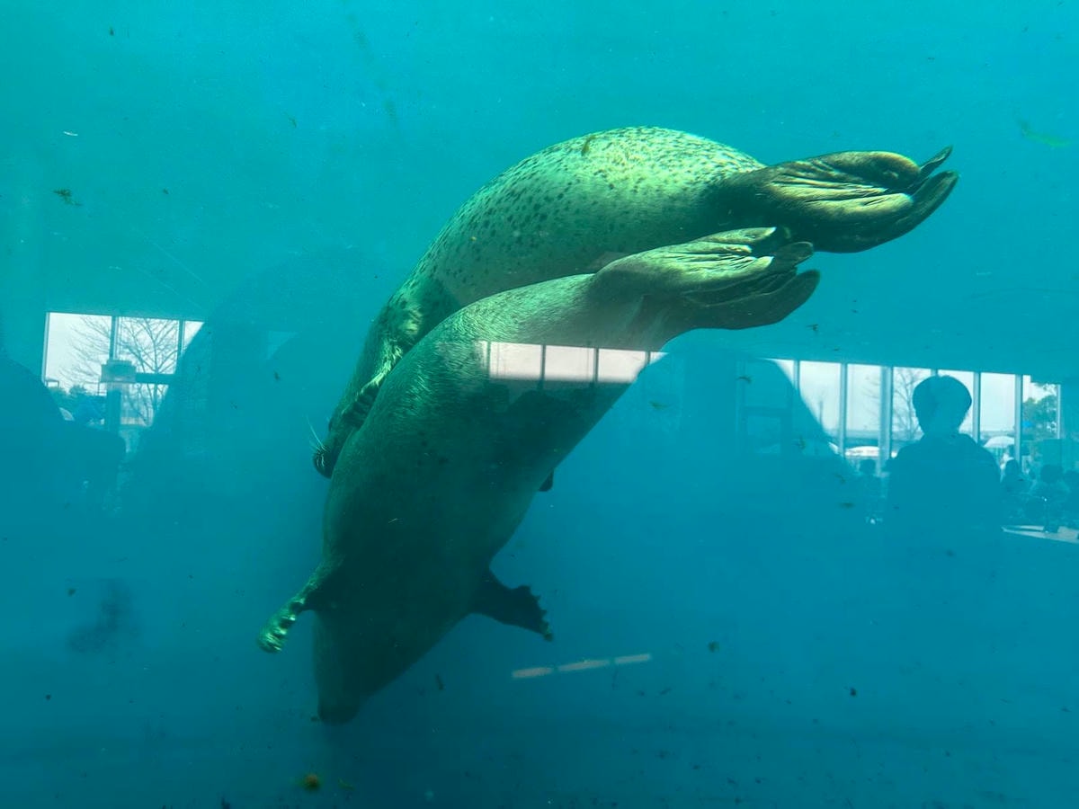 仙台水族館|日本東北最大水族館,仙台親子景點推薦 - 第11張圖