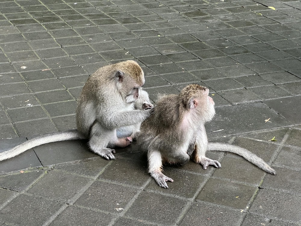 Monkey Forest 聖猴森林