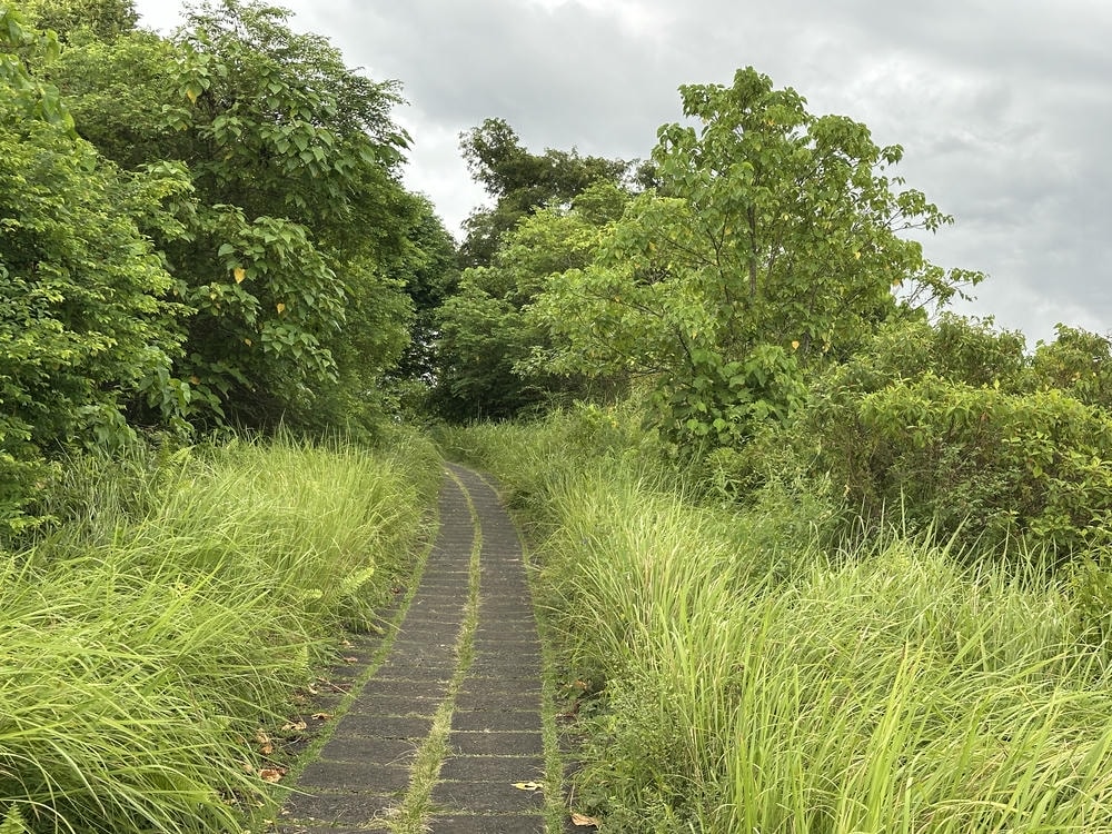烏布景點：Campuhan Ridge Walk