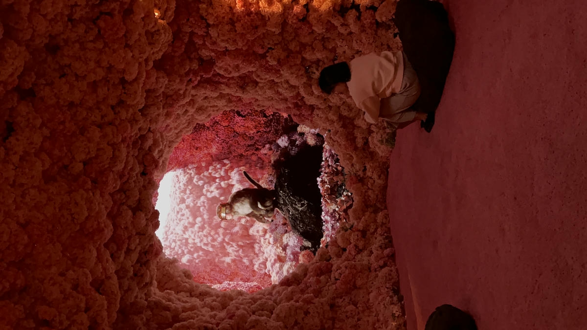 mercer labs 櫻花房