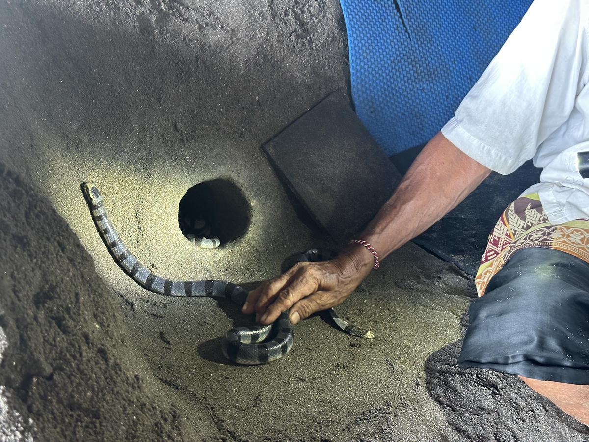 峇里島海神廟攻略|交通、日落、潮汐時間與有趣的蛇洞體驗 - 第6張圖 峇里島海神廟 - 海蛇