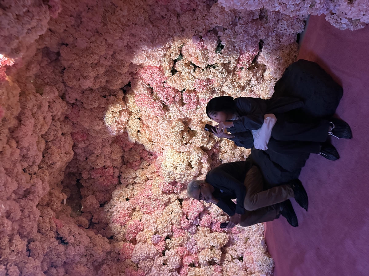 mercer labs 櫻花房