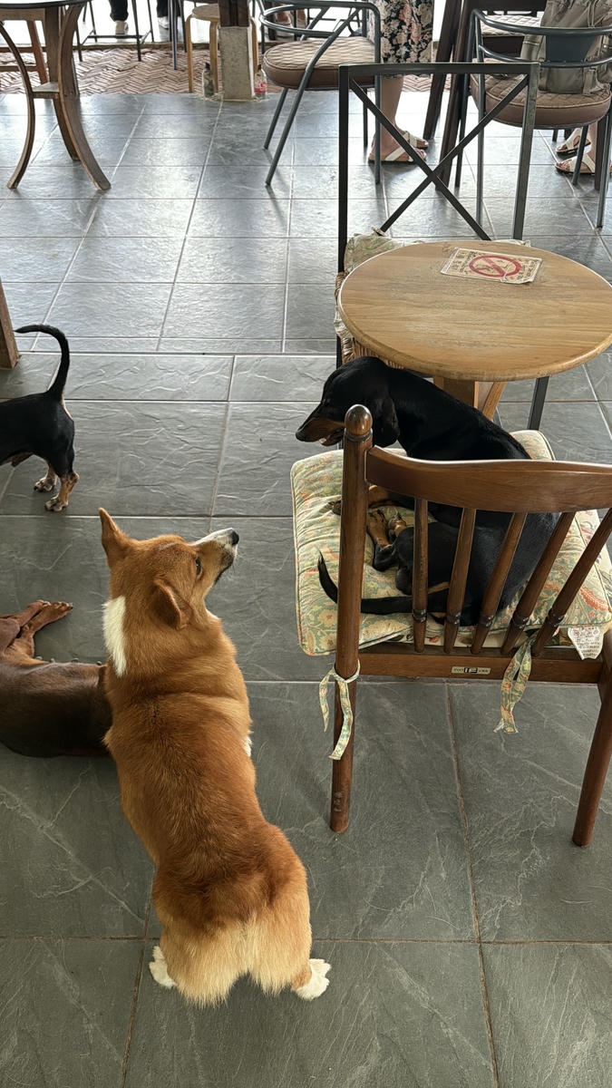 清邁包車|黏黏瀑布、大象咖啡廳、天使瀑布園區一日遊行程分享 - 第12張圖 清邁包車|黏黏瀑布、大象咖啡廳、天使瀑布園區一日遊行程分享