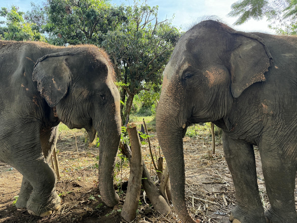 清邁包車|黏黏瀑布、大象咖啡廳、天使瀑布園區一日遊行程分享 - 第14張圖 清邁包車|黏黏瀑布、大象咖啡廳、天使瀑布園區一日遊行程分享
