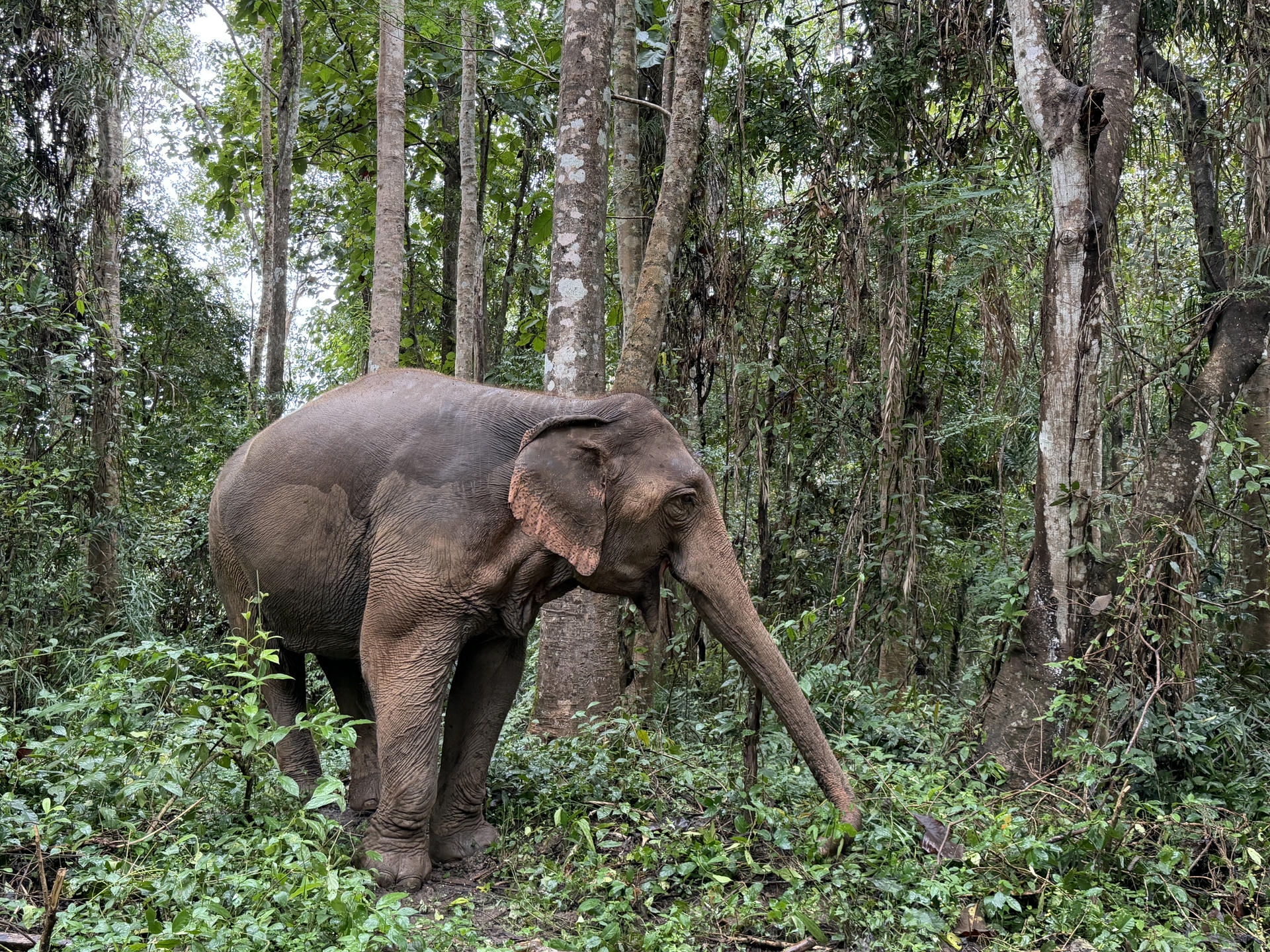 清邁景點推薦:必去古城寺廟、尼曼打卡、清邁近郊一日遊整理 - 第43張圖 清邁大象保護區體驗營