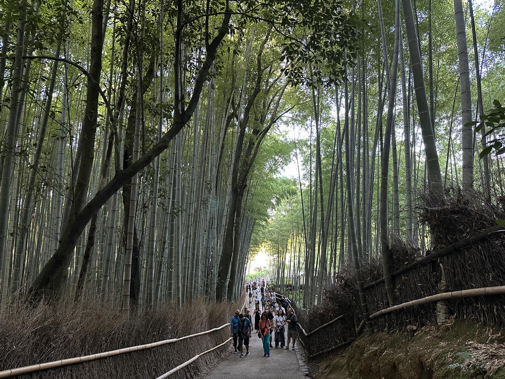 京都自由行要去哪？交通、住宿、行程規劃，京都旅遊最新攻略！
