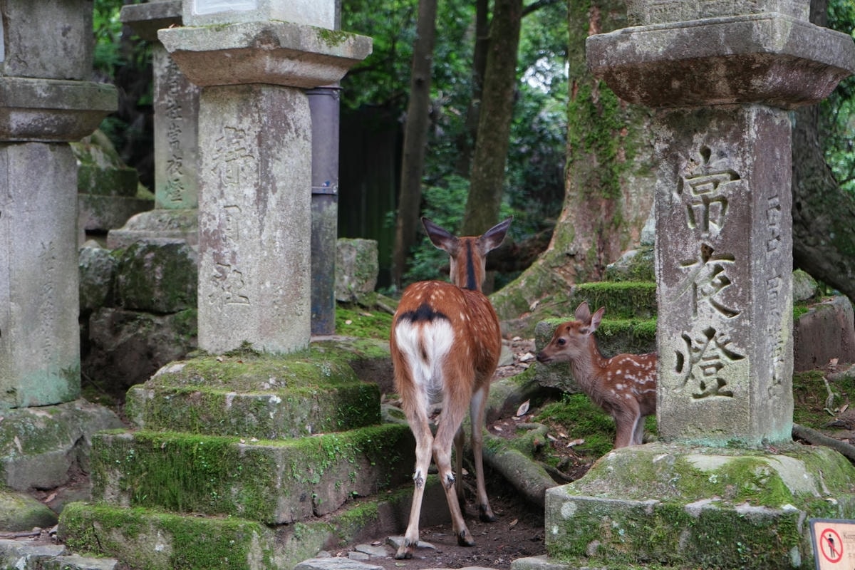 Must-See Nara Attractions: Exploring Japan’s Most Ancient Temples - 第1張圖 Nara Transportation