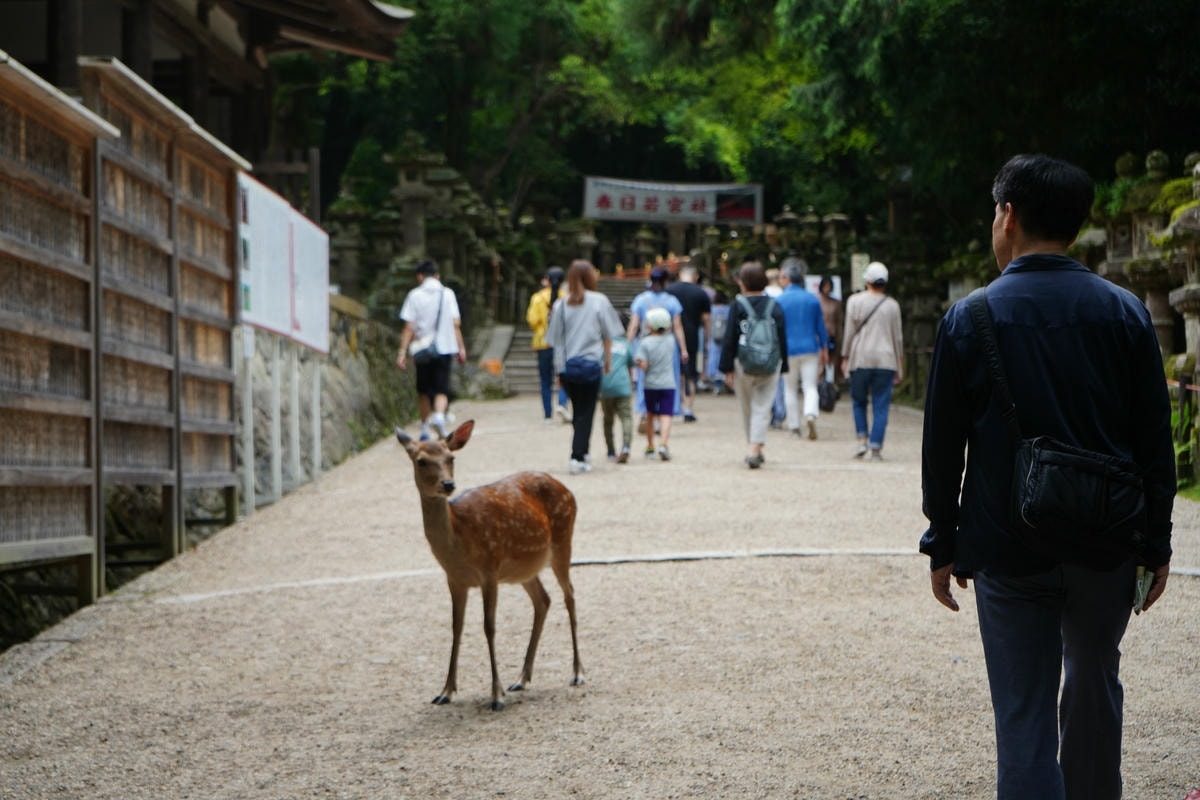 Must-See Nara Attractions: Exploring Japan’s Most Ancient Temples - 第7張圖 Kasuga Taisha Shrine
