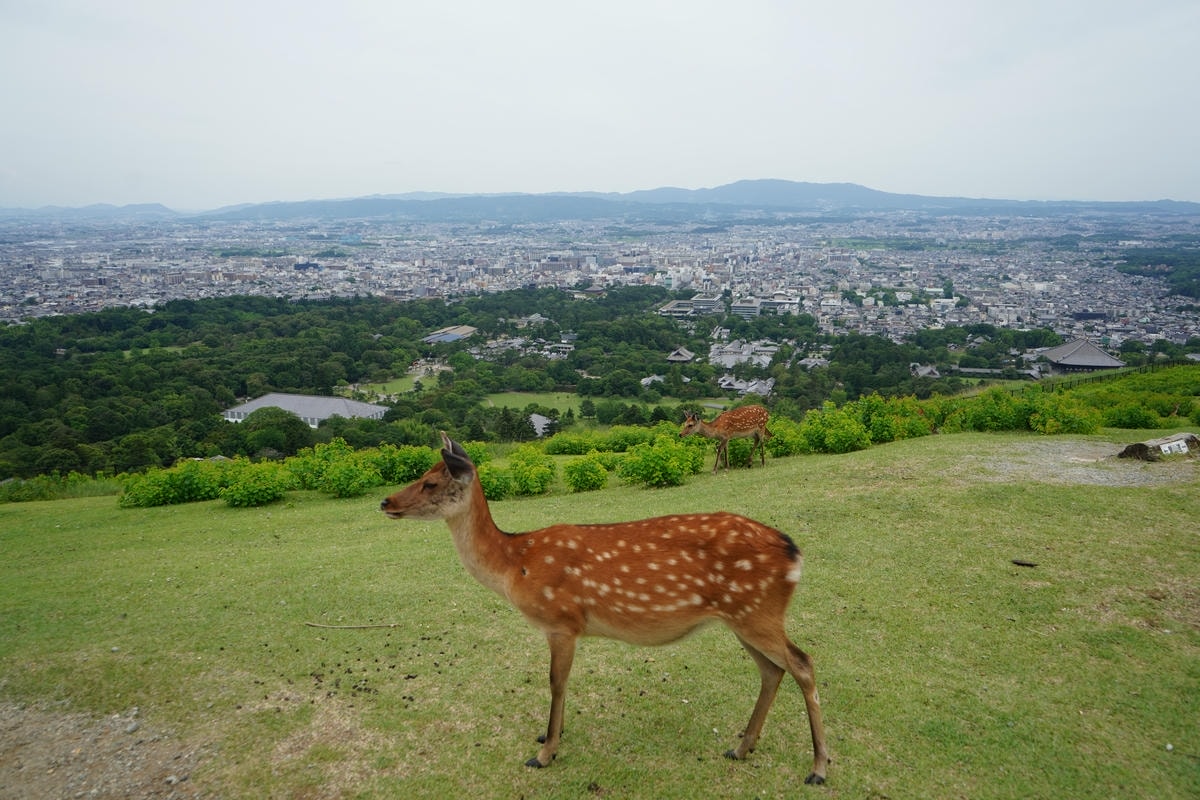 Must-See Nara Attractions: Exploring Japan’s Most Ancient Temples - 第9張圖 Mount Wakakusa Trail